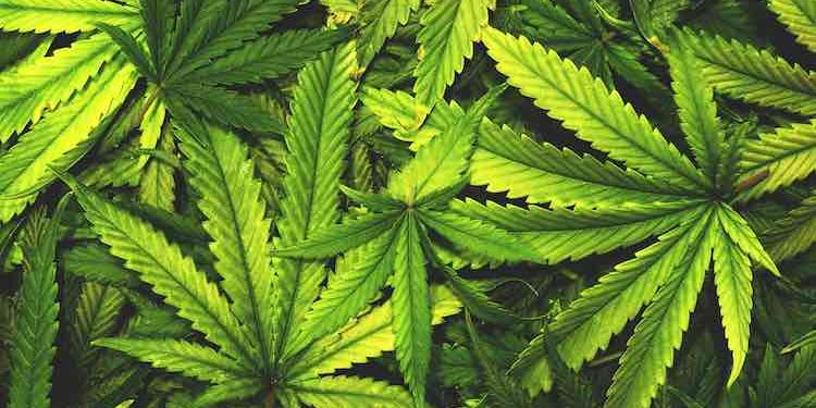 Cannabis plantation destroyed in Kandhamal