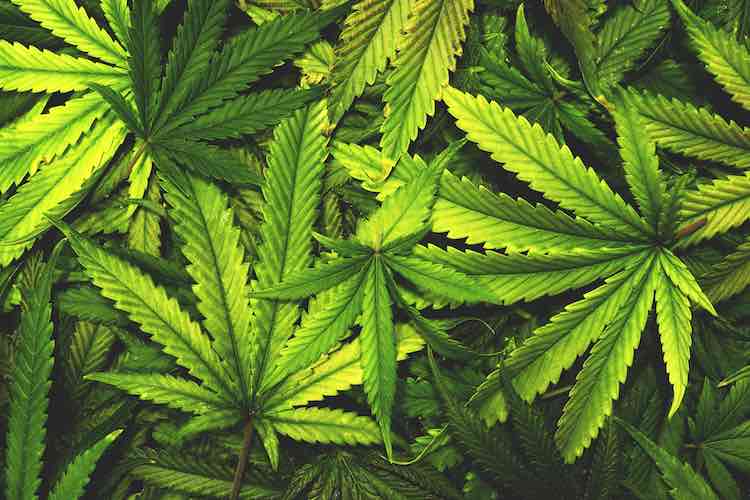 Cannabis plantation destroyed in Kandhamal