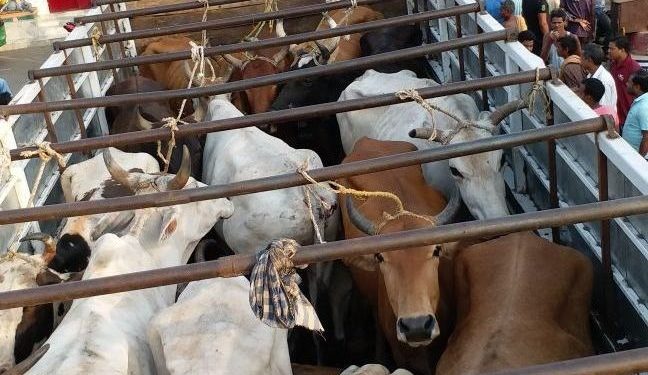 Illegal cattle trade busted in Keonjhar
