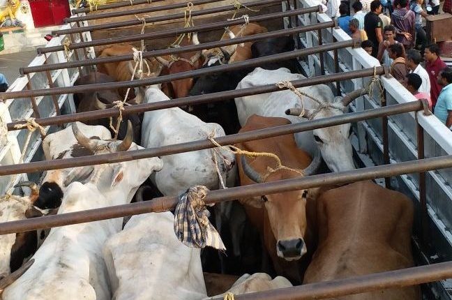 Illegal cattle trade busted in Keonjhar