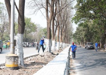 This is why white and red stripes are painted on trees