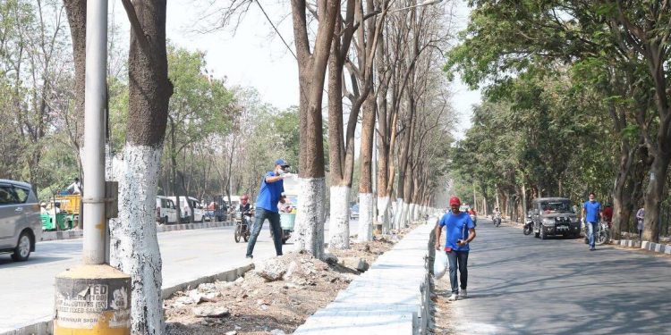 This is why white and red stripes are painted on trees