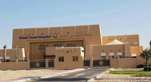 The only hospital in the world where only camels are treated