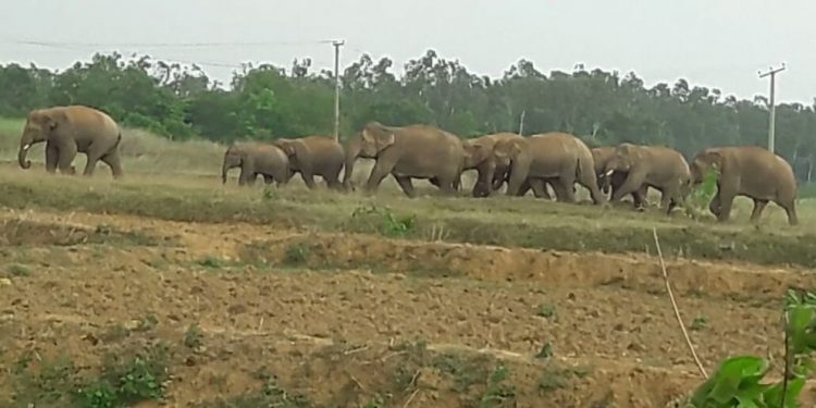 Elephant herd wreaks havoc in Karanjia