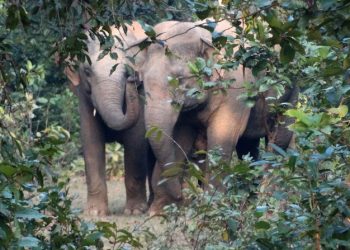 Elephant herd wreaks havoc in Keonjhar