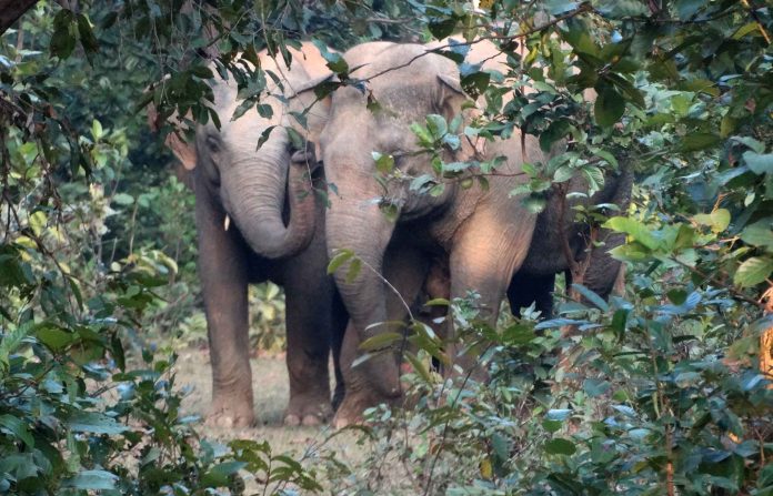 Elephant herd wreaks havoc in Keonjhar