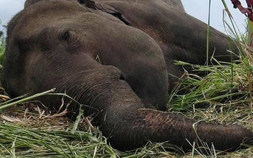 Elephant carcass found in Ganjam