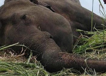 Elephant carcass found in Ganjam