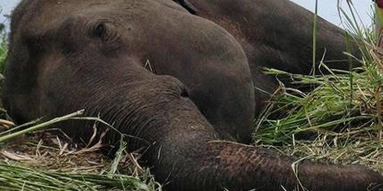 Elephant carcass found in Ganjam