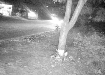 Trees planted five years ago fall for NH 57 expansion