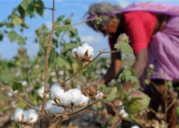 Cotton farmers left in the lurch