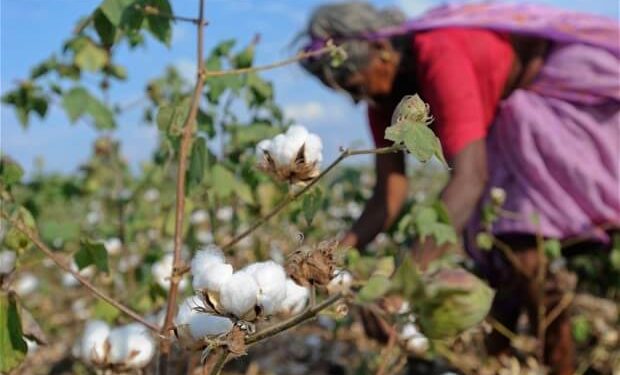 Cotton farmers left in the lurch