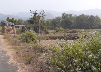 Corruption whiff in Nayagarh plantation drive