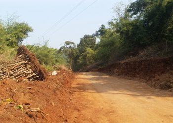 Trees being felled illegally to build road through Satkosia Sanctuary