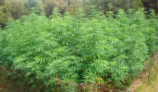 Illegal cannabis cultivation continues unabated in Angul district
