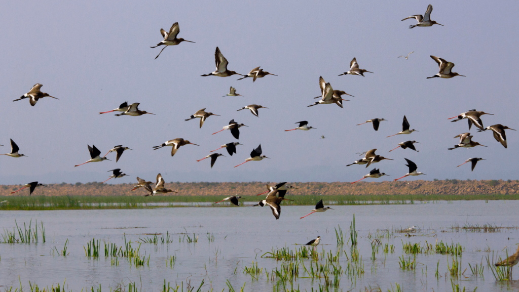 Poachers have a field day as migratory birds flock to Chilika