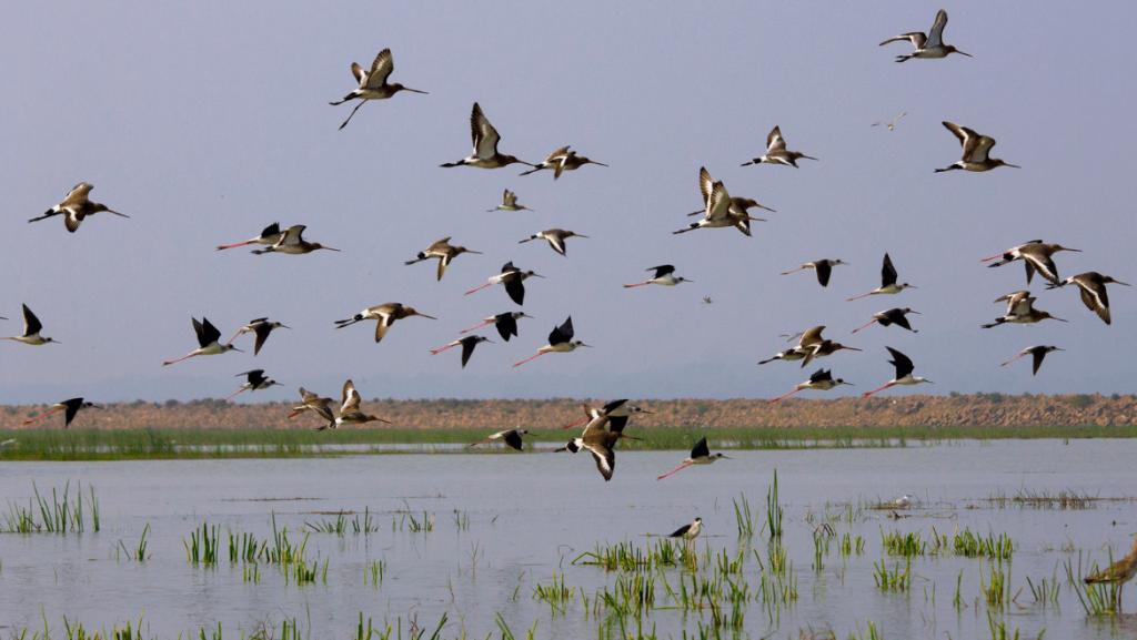 birds