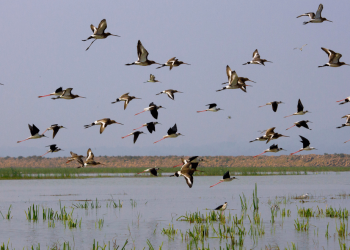 birds