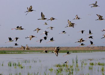 Poachers have a field day as migratory birds flock to Chilika