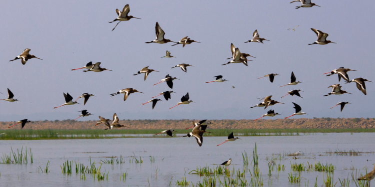 birds