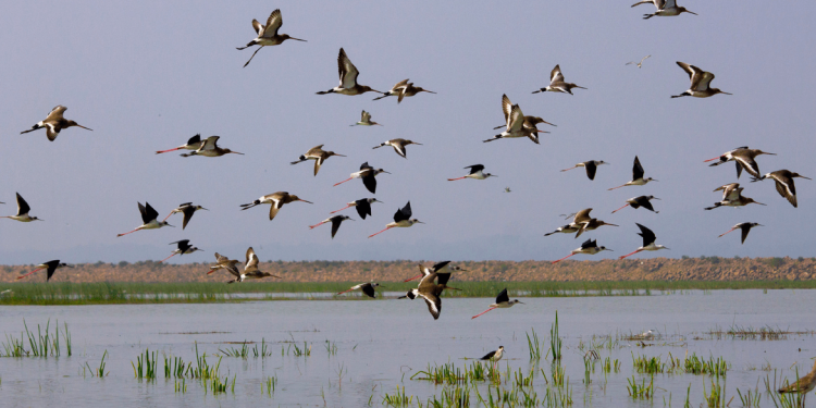 Poachers have a field day as migratory birds flock to Chilika