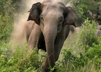 Killed by wild elephant in Odisha