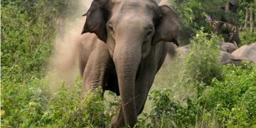 Killed by wild elephant in Odisha