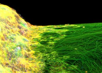 First 3D neural tissue model developed in lab