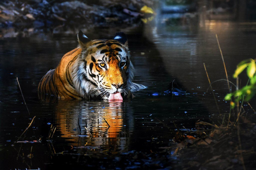 IIMC, Dhenkanal forest div launch photography contest