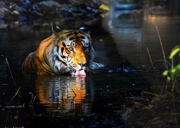 IIMC, Dhenkanal forest div launch photography contest