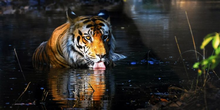 IIMC, Dhenkanal forest div launch photography contest