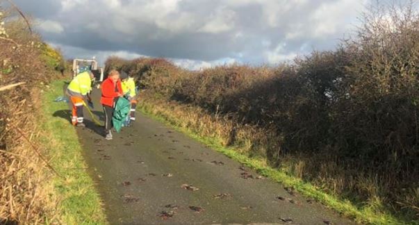 Hundreds of birds found dead on road; pics go viral