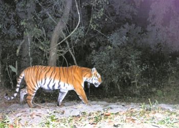 Old tigress in STR and tigress Sundari fight over territory  
