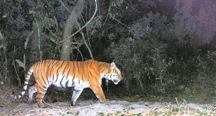 Old tigress in STR and tigress Sundari fight over territory  