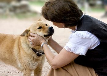 Stray dogs can better understand human gestures: Study