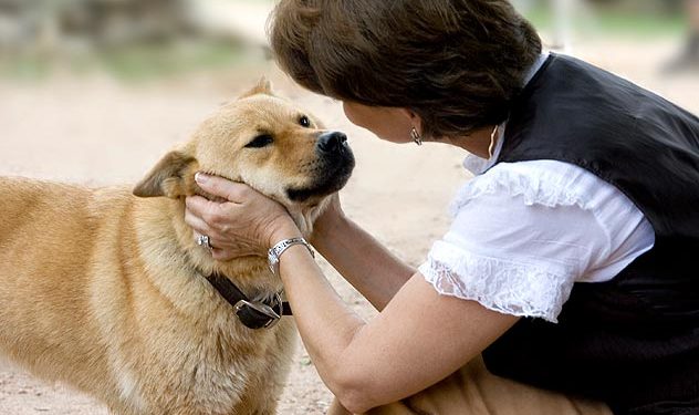 Stray dogs can better understand human gestures: Study