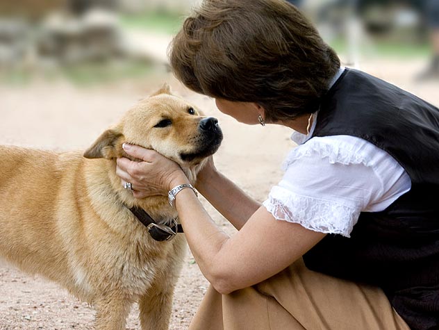 Stray dogs can better understand human gestures: Study