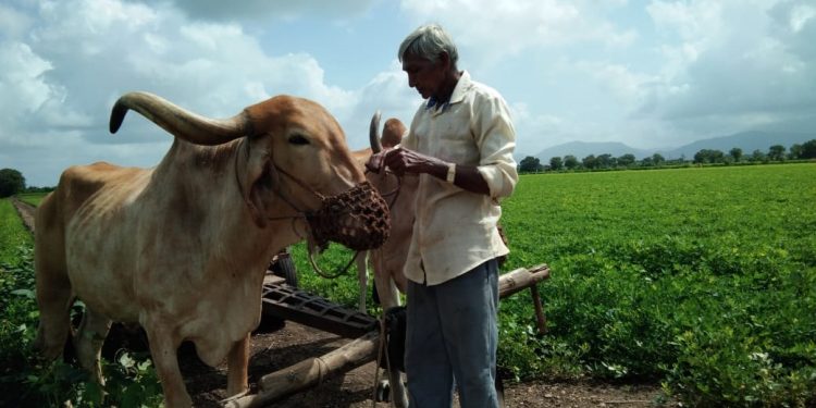 Albeit without govt support, this farmer is on a bull-run
