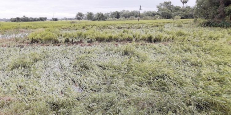 Farmers in Bhadrak await compensation