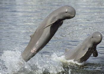 Besides Satapada, Irrawaddy Dolphins sighted in new areas of Chilika lake