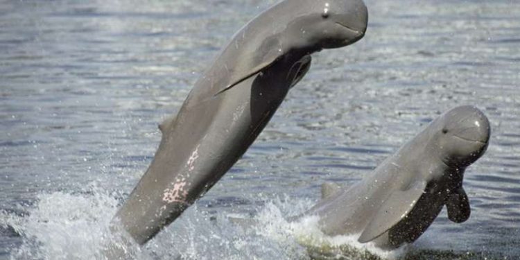 Besides Satapada, Irrawaddy Dolphins sighted in new areas of Chilika lake