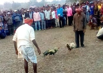 Illegal cockfight continues in Mayurbhanj as cops look away