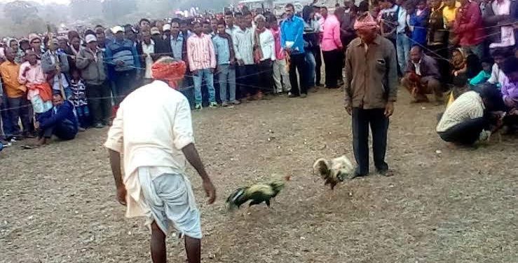 Illegal cockfight continues in Mayurbhanj as cops look away