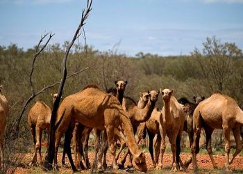 10k wild camels to be shot dead for this strange reason