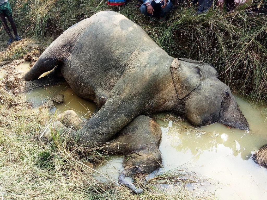 Jumbo electrocution on rise in Dhenkanal