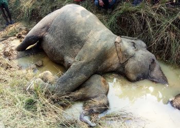 Jumbo electrocution on rise in Dhenkanal