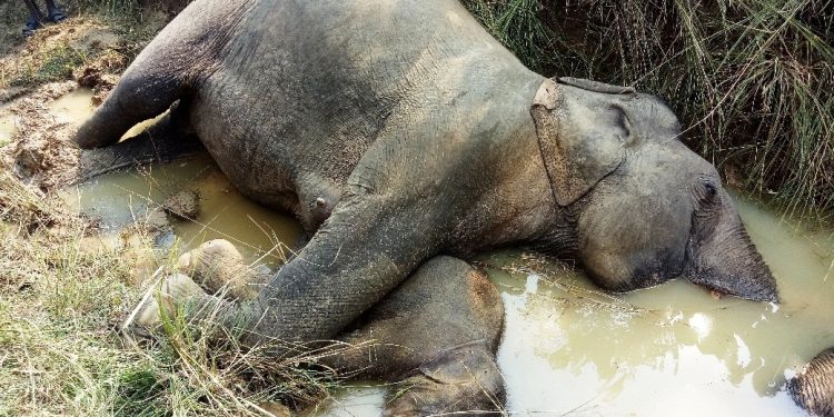 Jumbo electrocution on rise in Dhenkanal