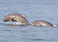 Dolphin census begins at Chilika