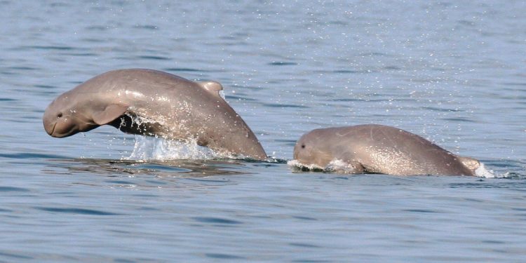 Dolphin census begins at Chilika
