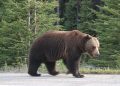 Man critically injured in bear attack